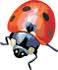 3869930_images_1_ (58x70, 1Kb)