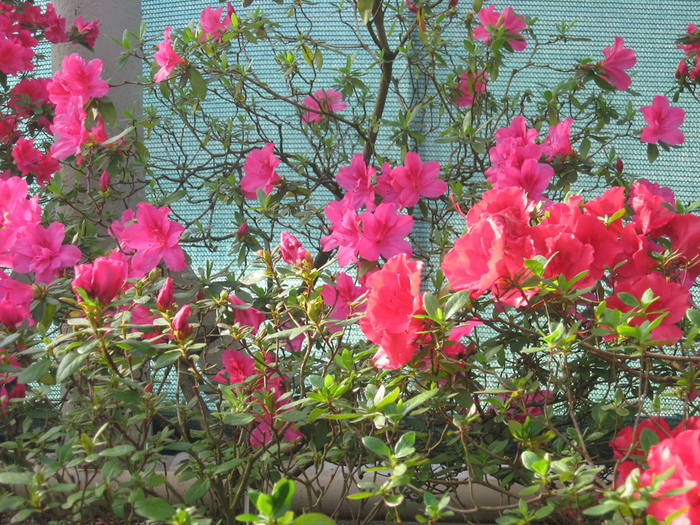 IMG_7557 (700x525, 313Kb)