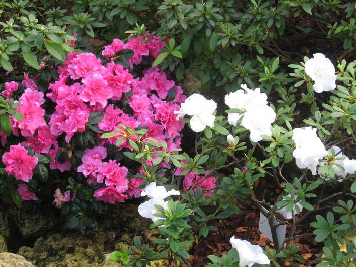 IMG_7560 (700x525, 268Kb)
