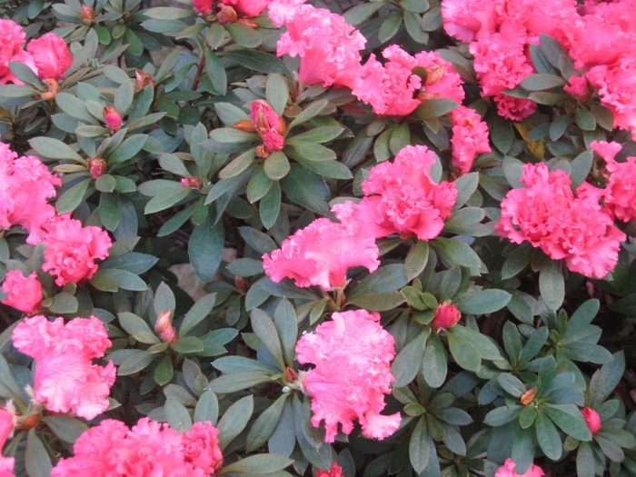 IMG_7571 (700x525, 235Kb)