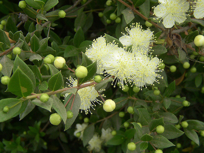 myrtus_communis (700x525, 142Kb)