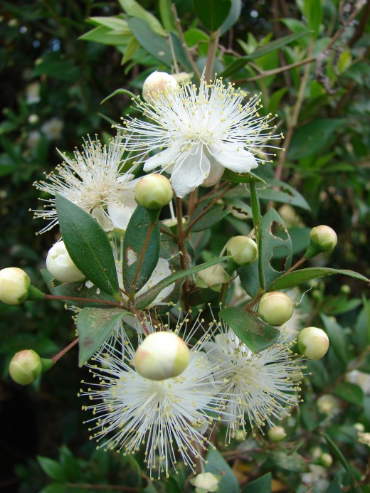 Myrtus-communis-520x693 (520x693, 110Kb)