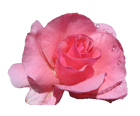 Красивые гифки с розами (70 картинок)
