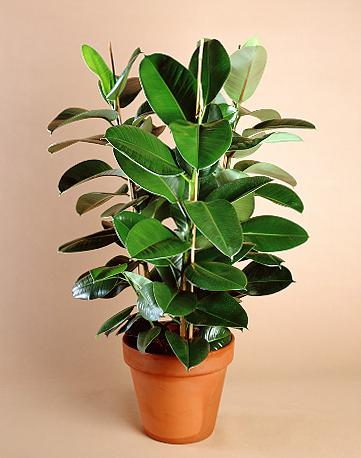 Ficus (361x458, 26Kb)