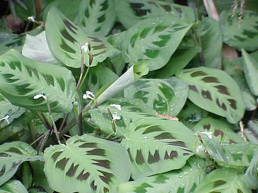 2_Maranta (520x390, 89Kb)