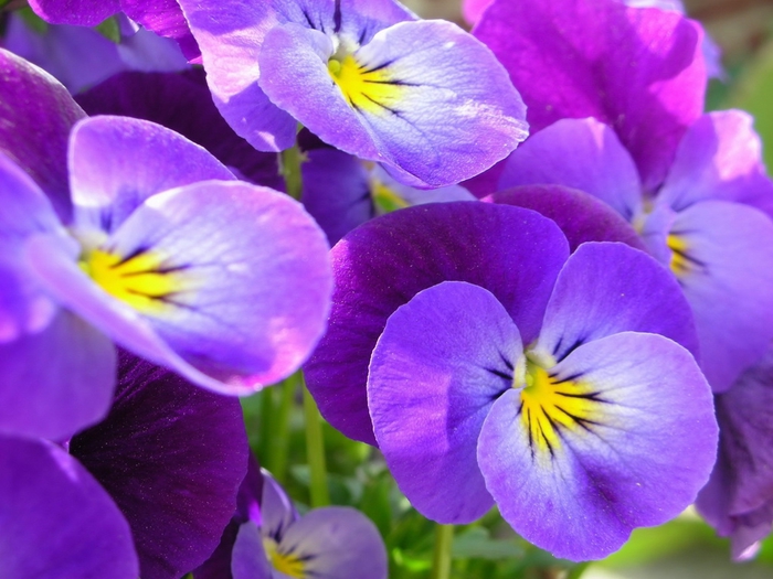 violets_01 (700x525, 254Kb)