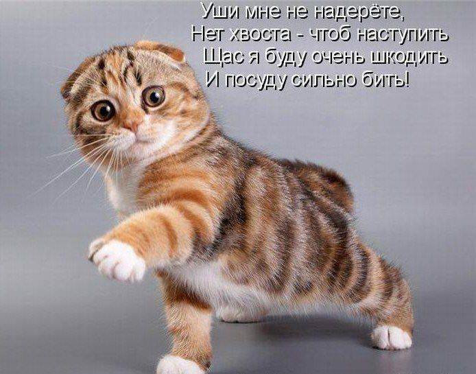 4716381_kotenaderetstih (694x545, 57Kb)