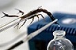 1430908413_med-scorpion (110x72, 5Kb)