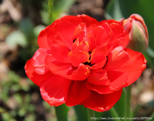 IMG_8188 (613x480, 157Kb)