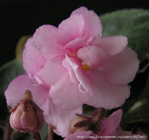 5177462_Africanviolet520x489 (520x489, 124Kb)