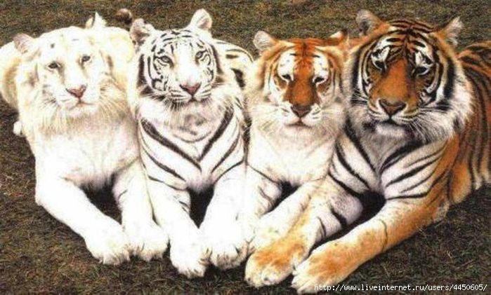 bengal_tiger18 (700x421, 178Kb)