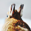 1431281228_122329495_3470510_tumblr_n3nfhkCmRu1qibhgro1_1280 (100x100, 32Kb)