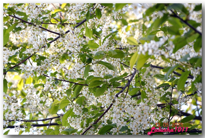 3587765_DSC_3531 (700x472, 337Kb)