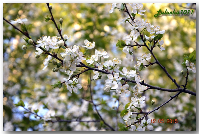 3587765_DSC_3536 (700x472, 272Kb)