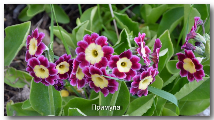 3587765_DSC_3511_ (700x393, 216Kb)