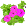 petunia (100x100, 6Kb)