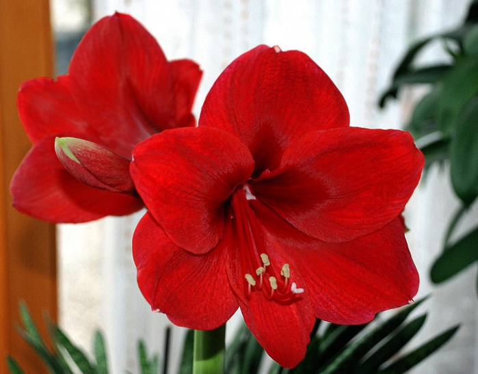 5420033_Hippeastrum (700x547, 260Kb)