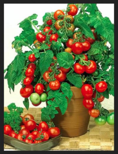 poprobujte-vyrastit-tomaty-v-vedrax-1 (400x521, 43Kb)