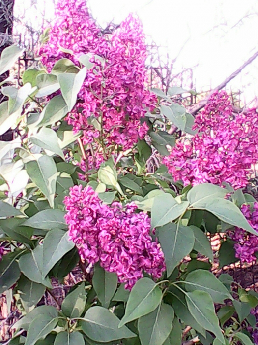 5680772_IMG_20150513_180654558 (525x700, 345Kb)