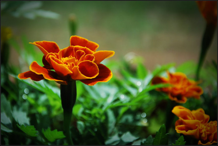DSC_0492 (700x472, 64Kb)