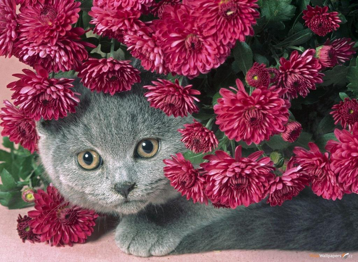 Springtime-Kitties-20 (700x512, 431Kb)