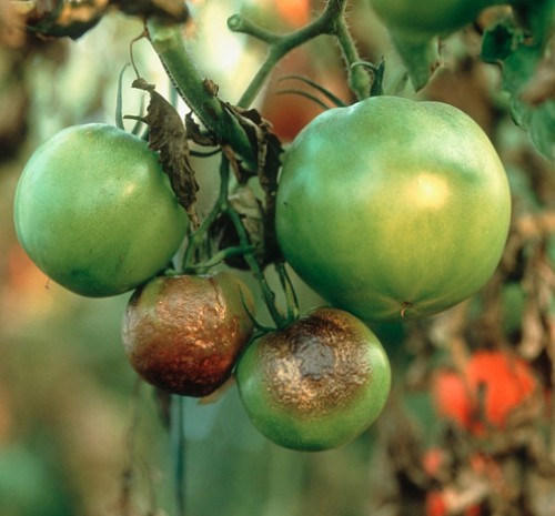 fitoftoroz_tomatov_2 (500x465, 52Kb)