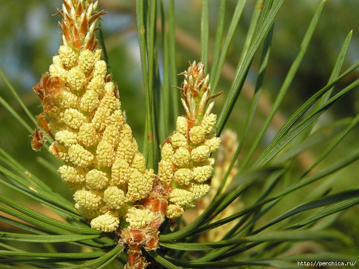 4979645_Pinus_sylvestris_flos_pollen_bialowieza_forest_beentree (700x523, 335Kb)