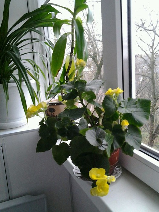 image (525x700, 102Kb)