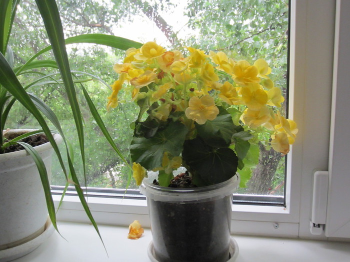 IMG_3455 (700x525, 107Kb)