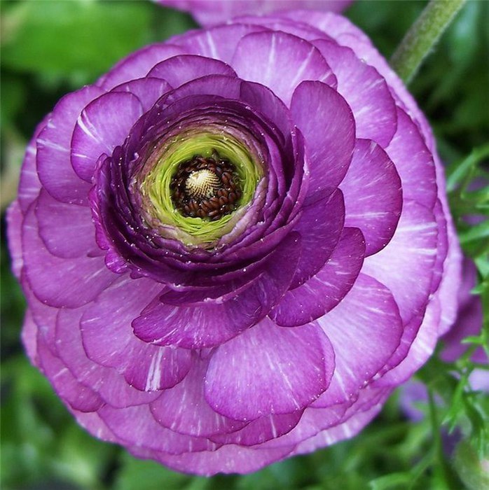 1431955951_ranunculus_05 (698x700, 107Kb)