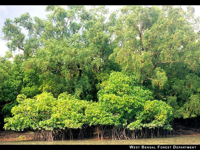 fsundarban2 (700x525, 146Kb)