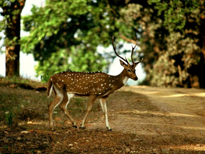 DEER_YUCATAN_MEXICO (690x518, 136Kb)