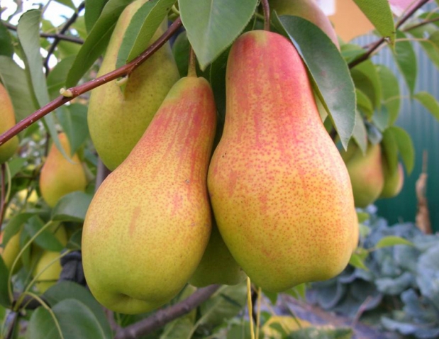 2681762_pear_1 (619x478, 208Kb)