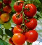  tomato_plants_631 (663x700, 315Kb)