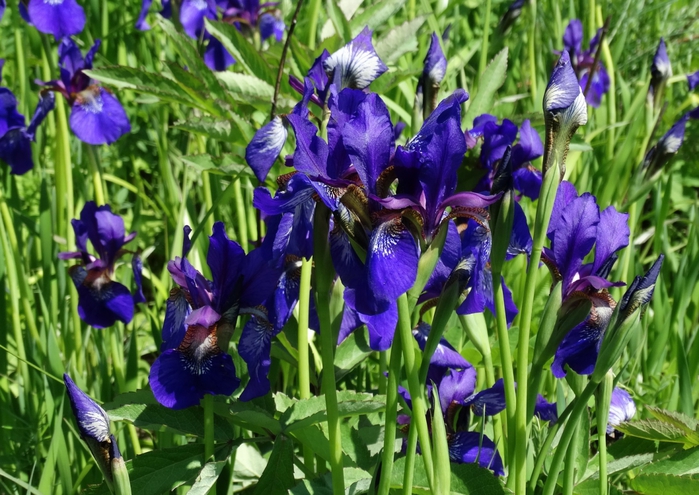 5559494_DSC01031 (700x495, 322Kb)