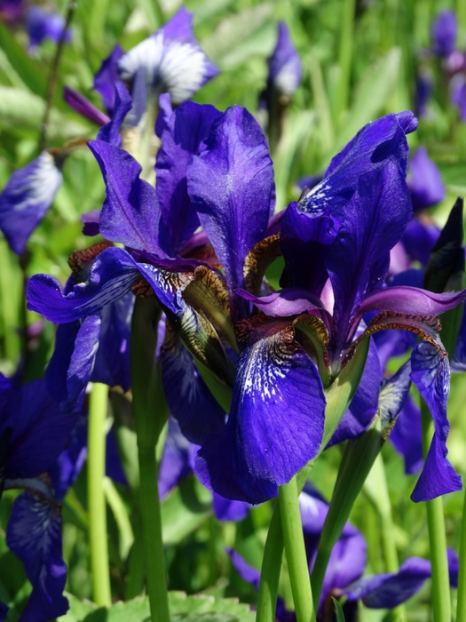 5559494_DSC01028 (525x700, 270Kb)