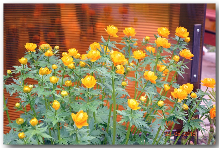 3587765_DSC_3630 (700x472, 312Kb)