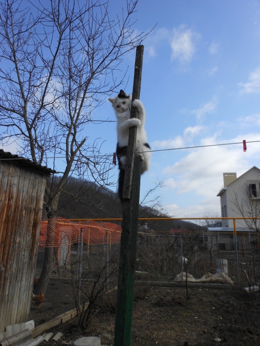 5864144_kotepesochnica2126635 (525x700, 288Kb)