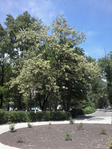 Превью 20150524_121330 (525x700, 474Kb)