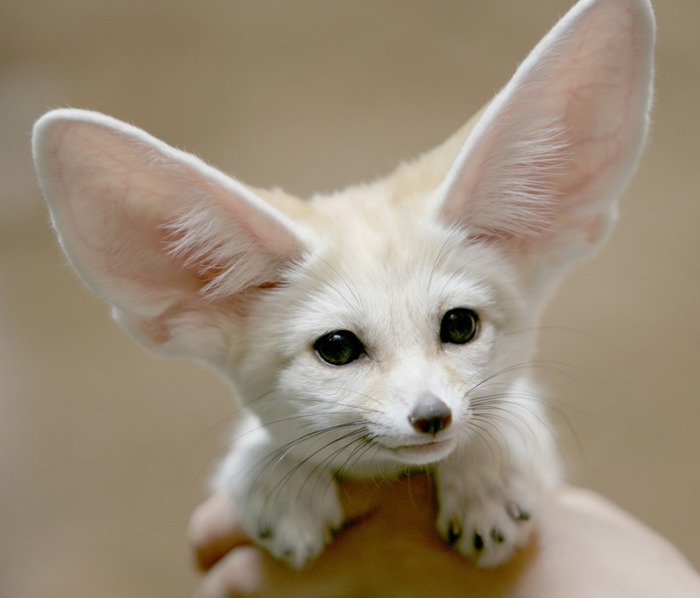 D0-A4-D0-B5-D0-BD-D0-B5-D0-BA-28fennec-fox-29-2820-29 (700x598, 53Kb)