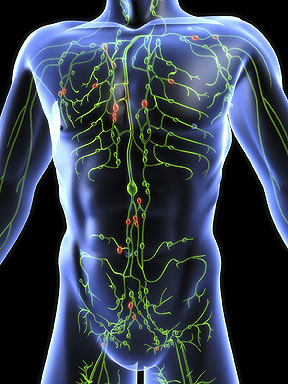 lymphatic_system (288x384, 42Kb)