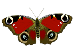 1432571198_butterfly4a (252x185, 105Kb)