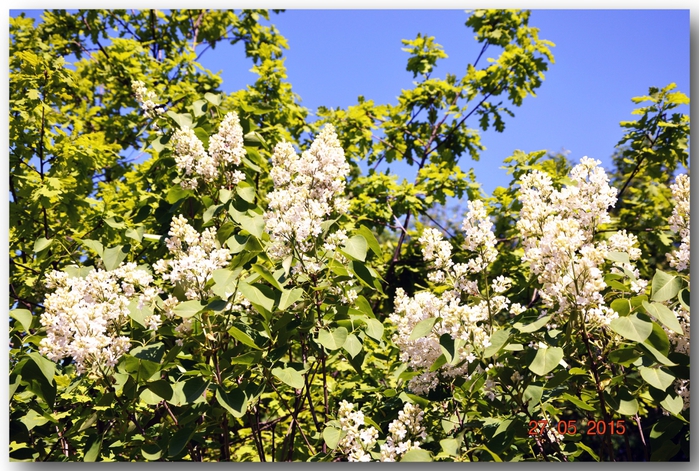 3587765_DSC_3688 (700x471, 368Kb)