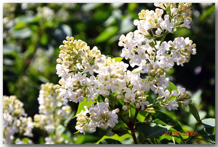 3587765_DSC_3699 (700x471, 270Kb)