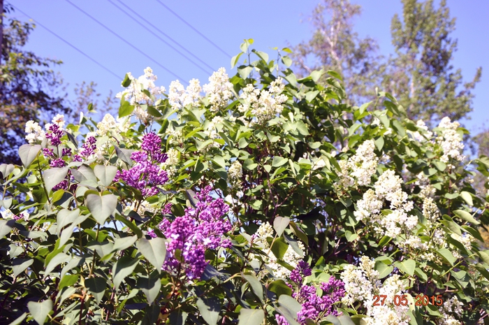 3587765_DSC_3702 (700x465, 348Kb)