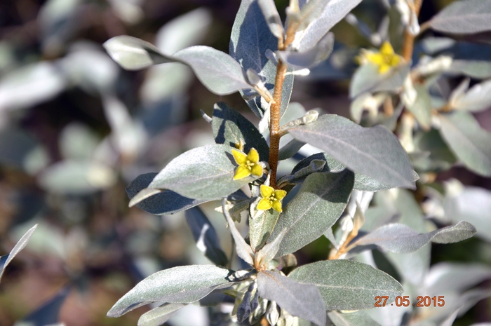 3587765_DSC_3707 (700x465, 229Kb)