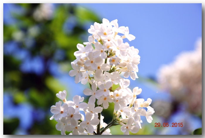 3587765_DSC_3790 (700x472, 197Kb)