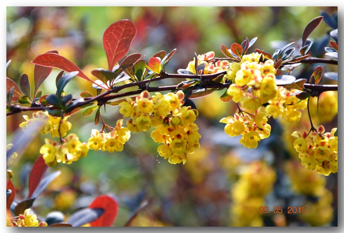 3587765_DSC_3797 (700x474, 255Kb)