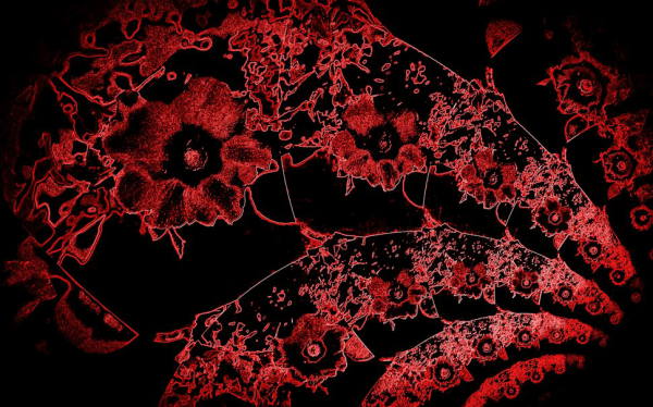 red-blooms-on-black_p-1 (600x374, 66Kb)
