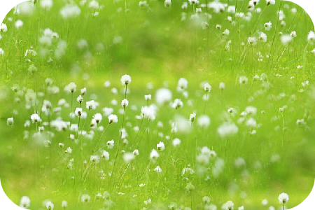 FotorCreated (300x200, 323Kb)